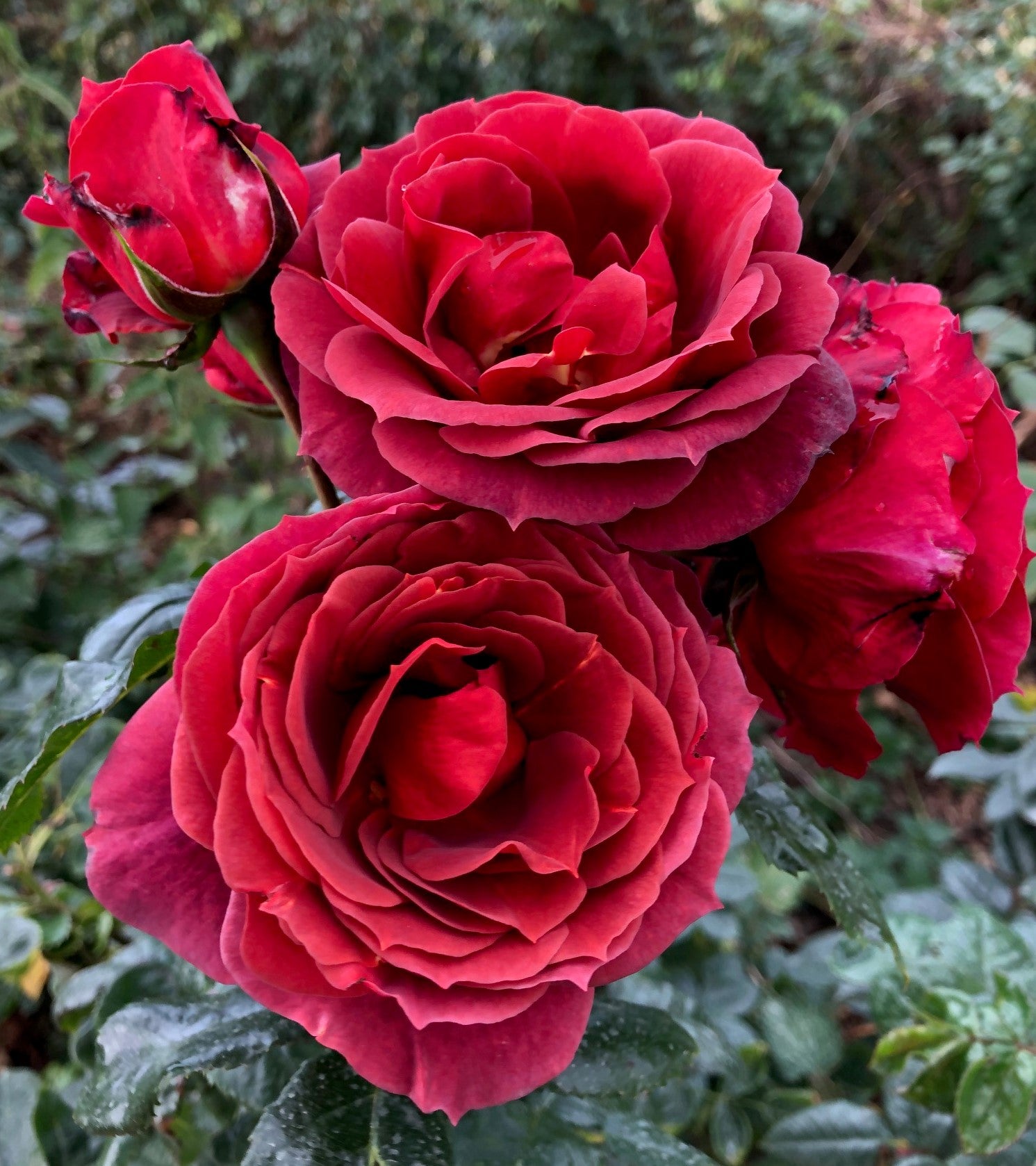Chocaholic | Climbing Rose | £15.75 – Eastcroft Roses