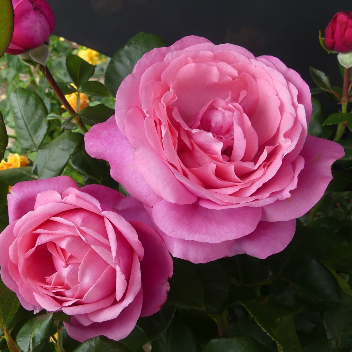Middle East Roses Desiree | Hybrid Tea Bush Rose | £15.75 – Eastcroft Roses