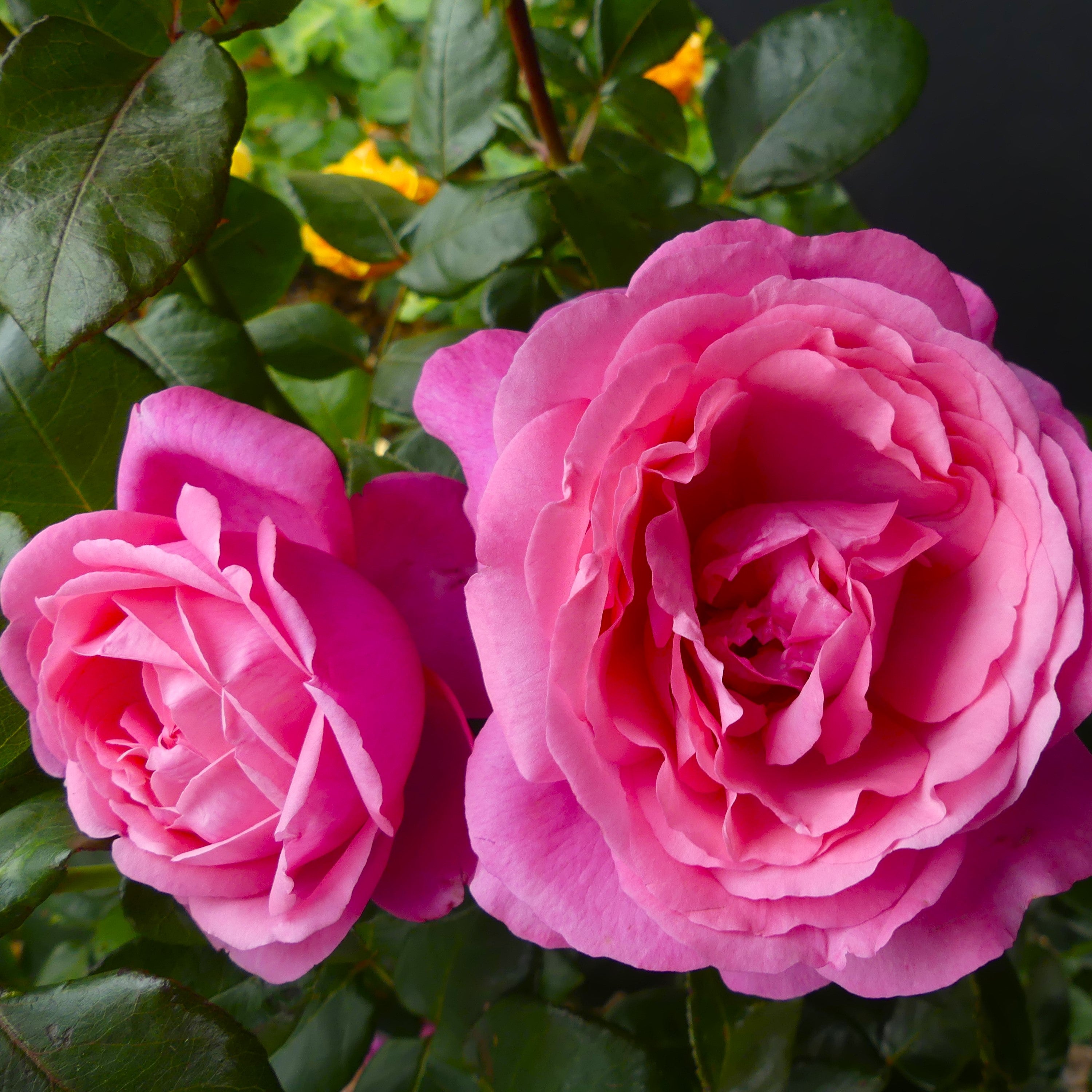 Dream Roses Desiree | Hybrid Tea Bush Rose | £15.75 – Eastcroft Roses
