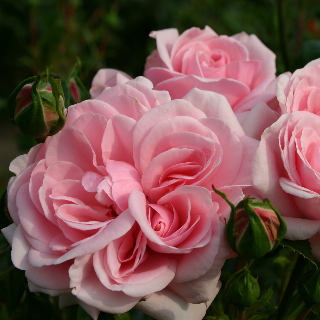 Home and Garden / Floribunda Bush Rose | £15.75 – Eastcroft Roses
