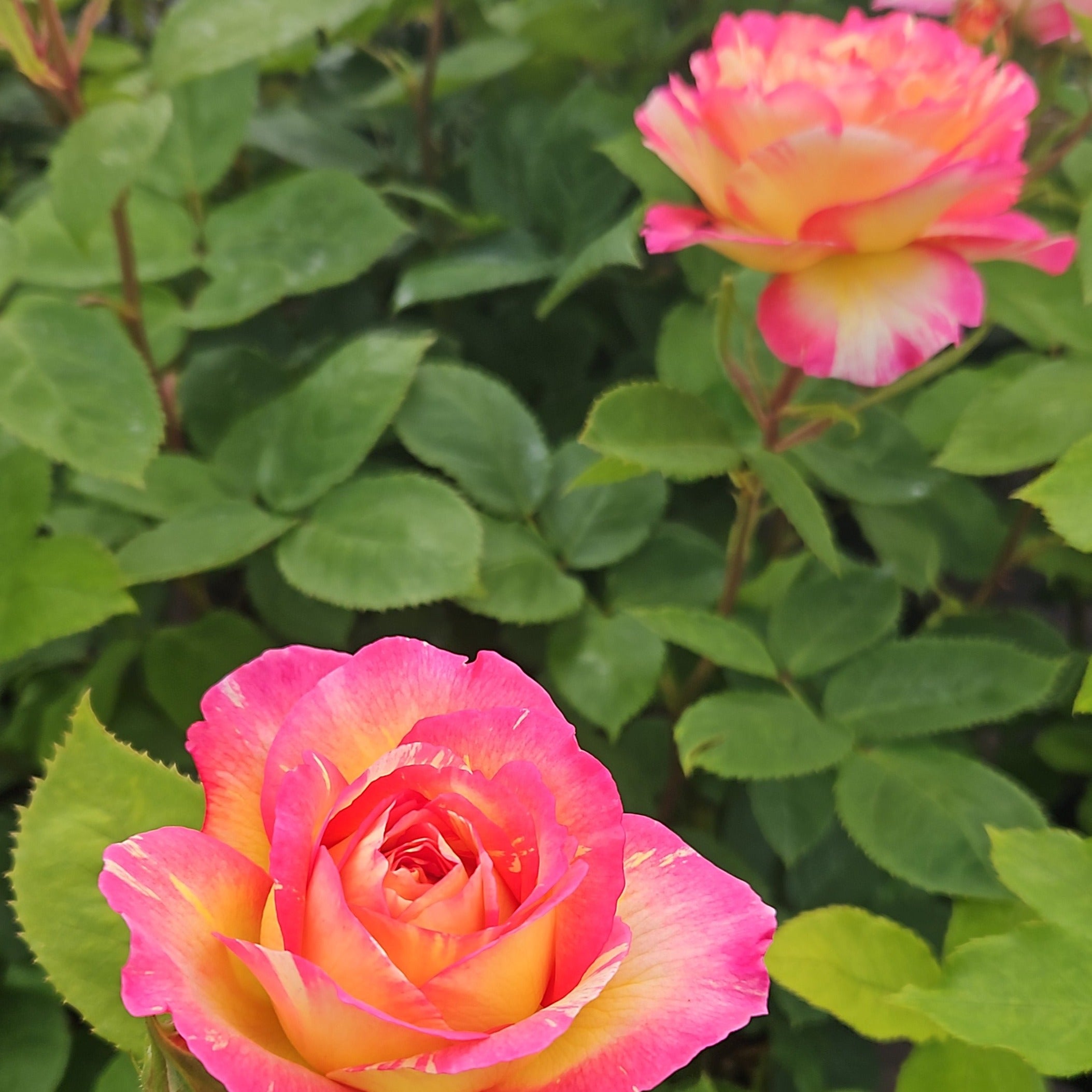 Chagall Roses Marc Chagall | Hybrid Tea Bush Rose | £15.75 – Eastcroft Roses