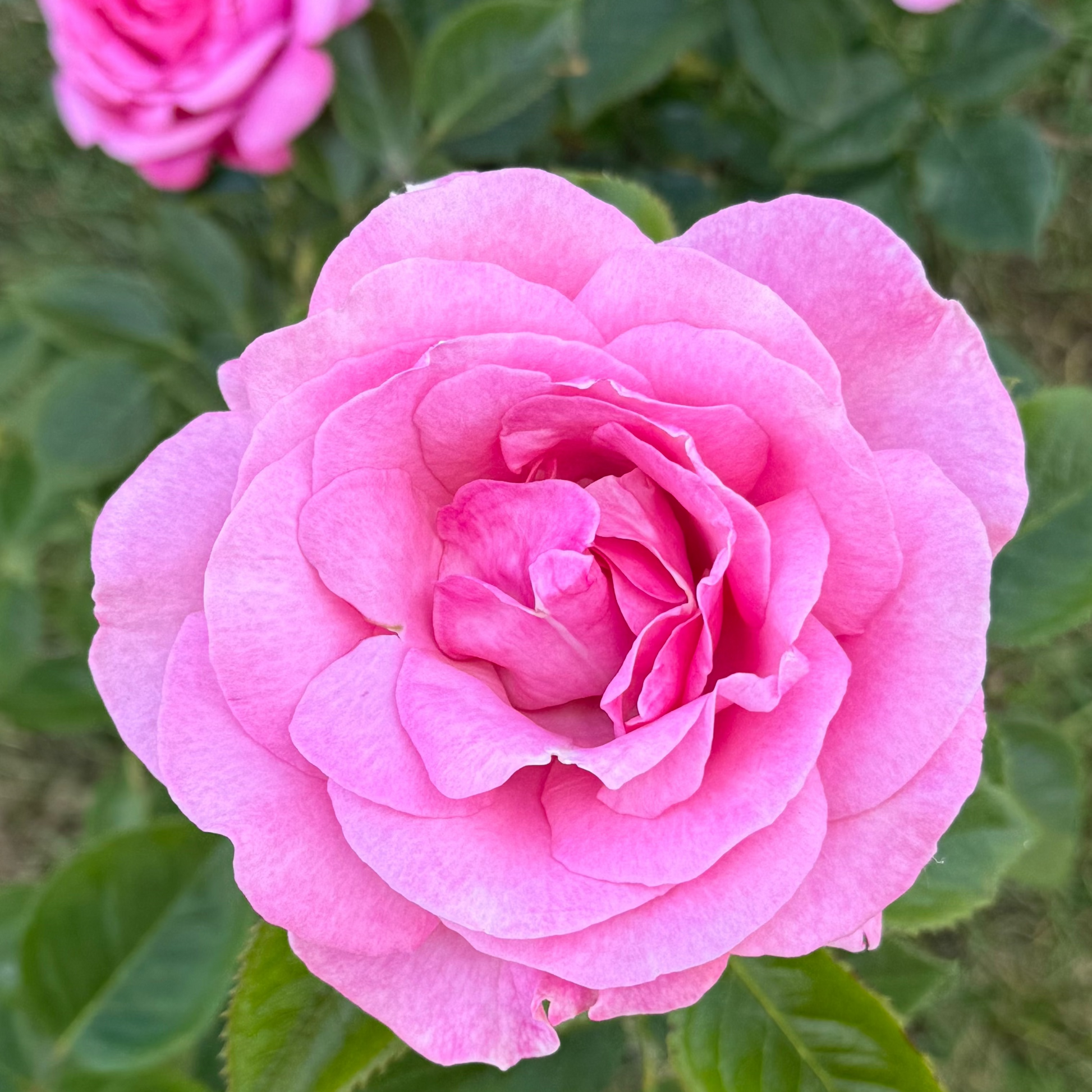 A close-up of a vibrant pink rose bloom with layered petals, surrounded by green leaves and other pink roses in the background.