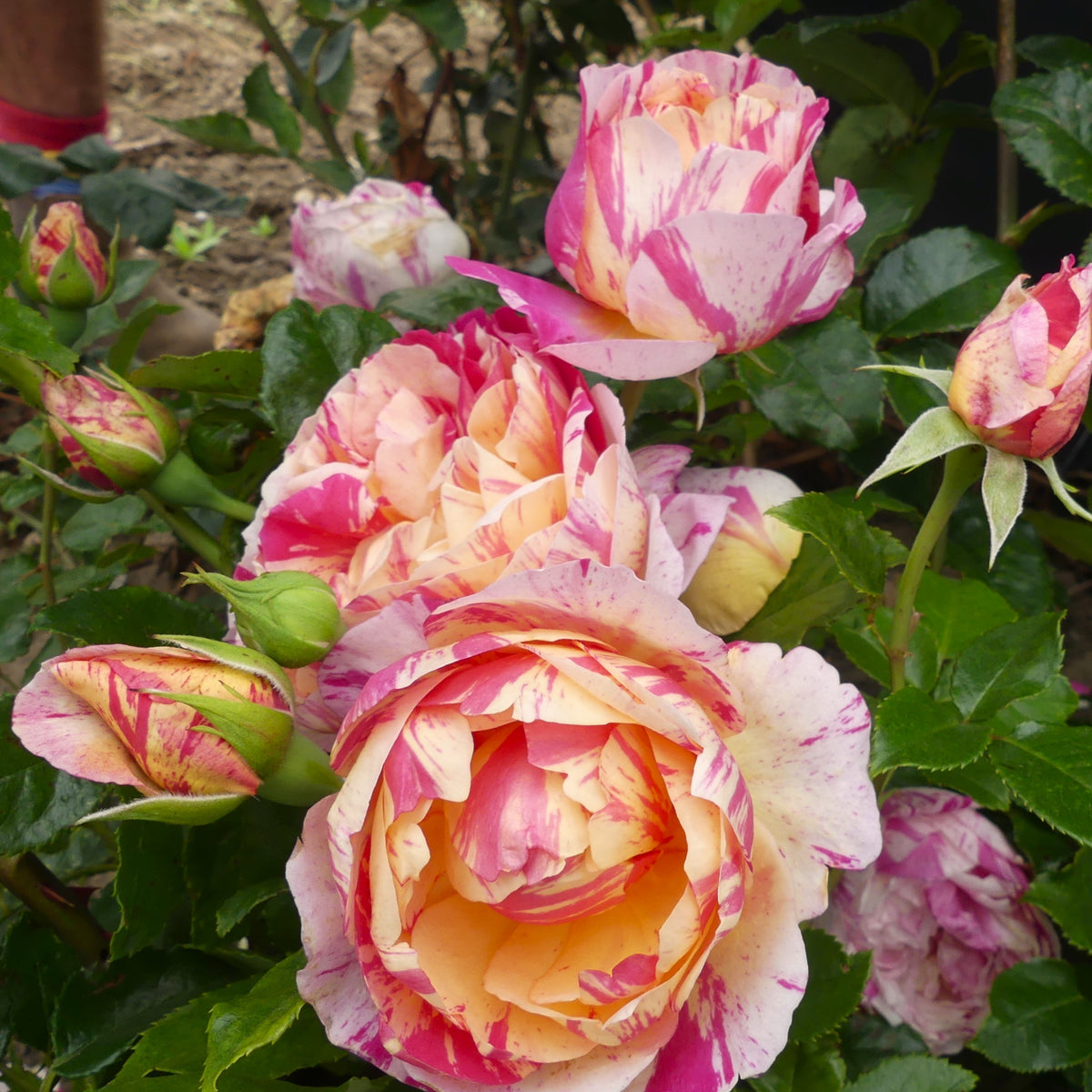 Julie Andrieu | Climbing Rose | £15.75 – Eastcroft Roses