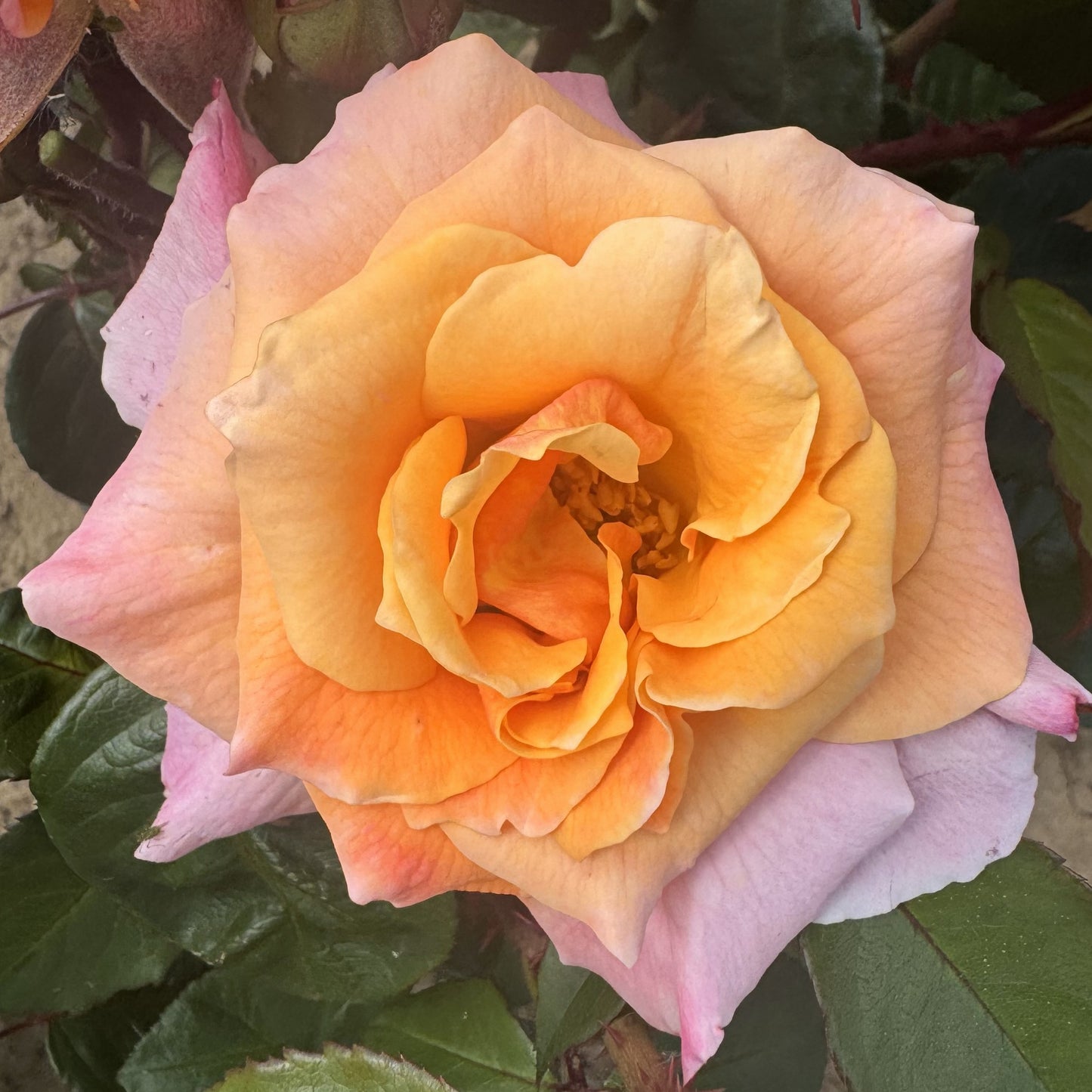 Kathleen's Rose