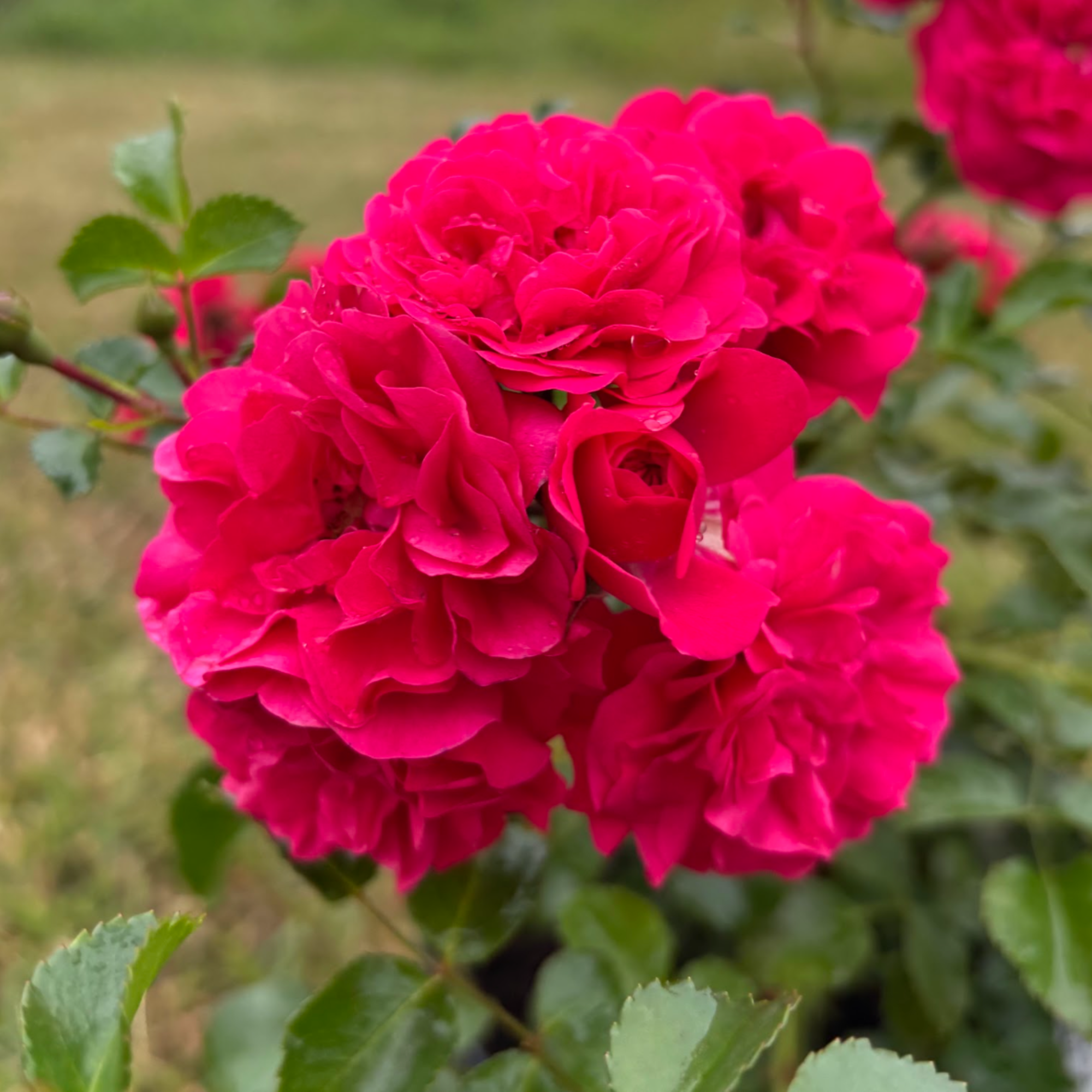 A close-up of a cluster of vibrant magenta-pink rose blooms with green leaves, set against a softly blurred natural background.