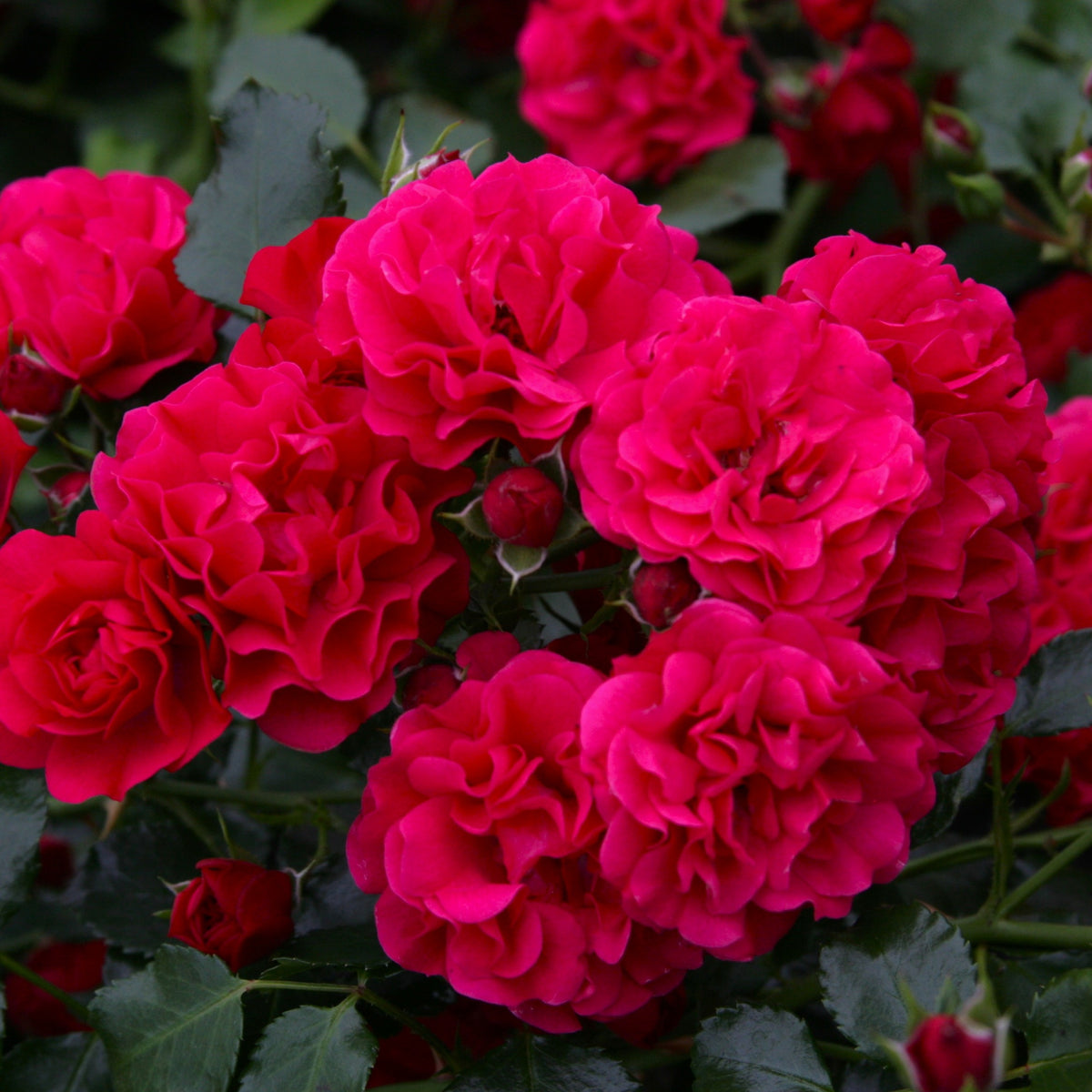Middle East Roses Lancashire | Ground Cover Rose | £15.75 – Eastcroft Roses