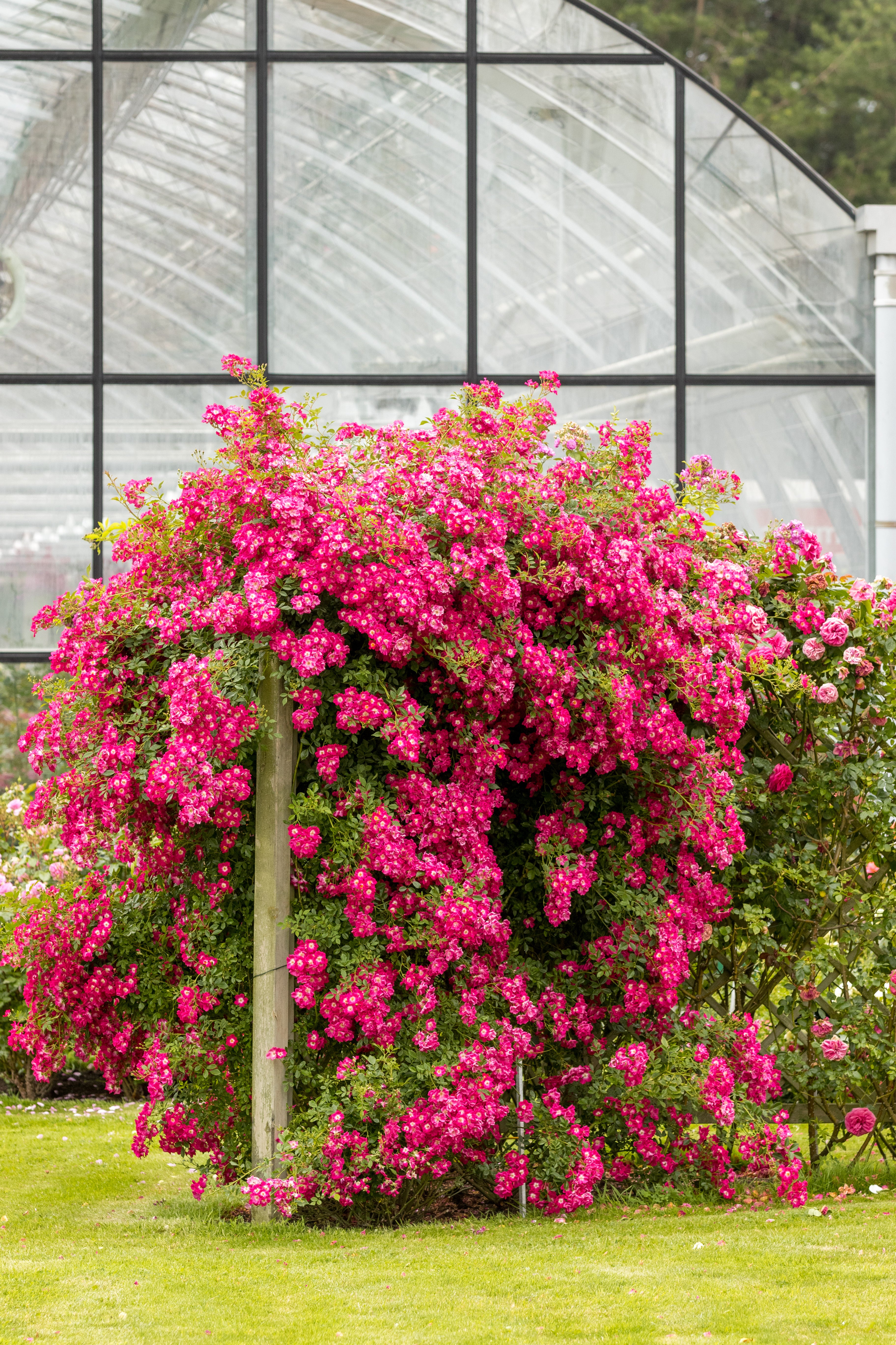 Rambling Roses | Rambler Roses | Eastcroft Roses