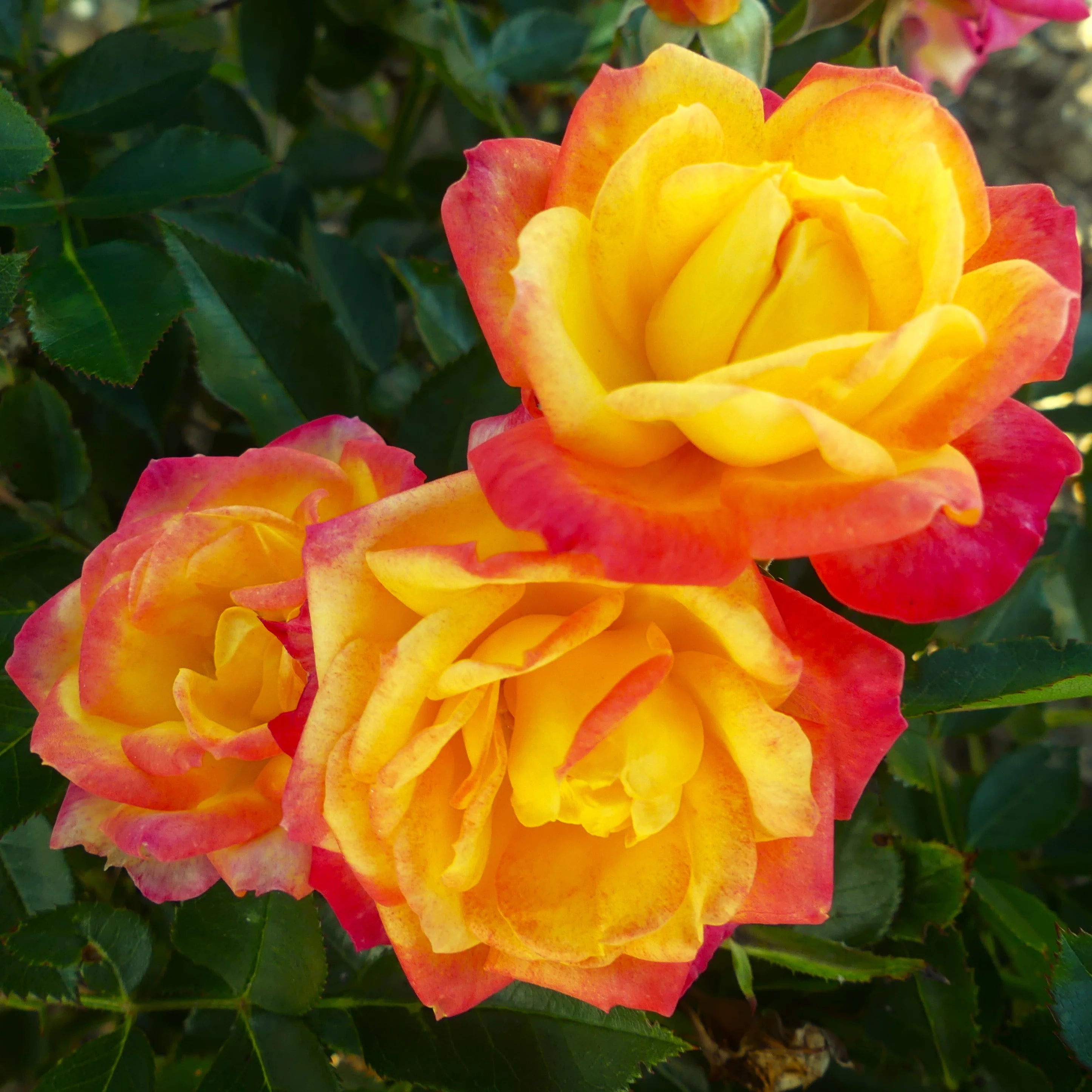 Three double-blossom roses with vibrant yellow centers and deep red-pink edges, surrounded by dark green foliage.