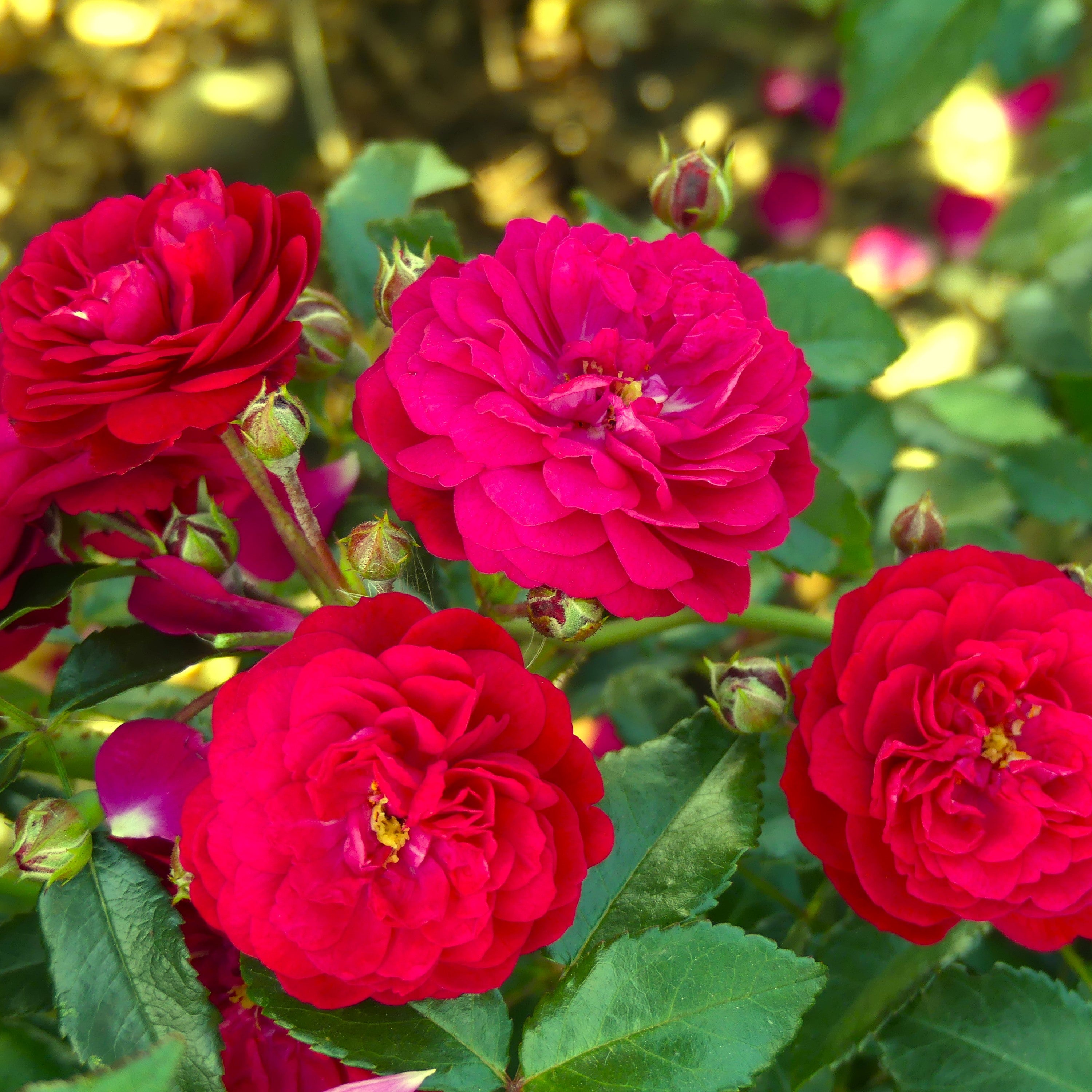 Lola | Patio Climbing Rose | £15.75 – Eastcroft Roses