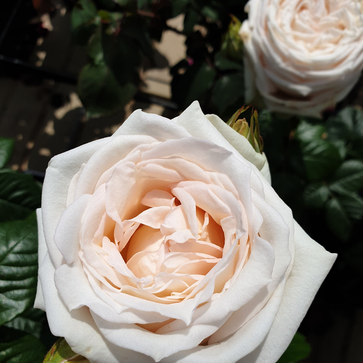 White Parfuma Roses Glorious Parfuma | Hybrid Tea Rose Bush | £15.75 – Eastcroft Roses