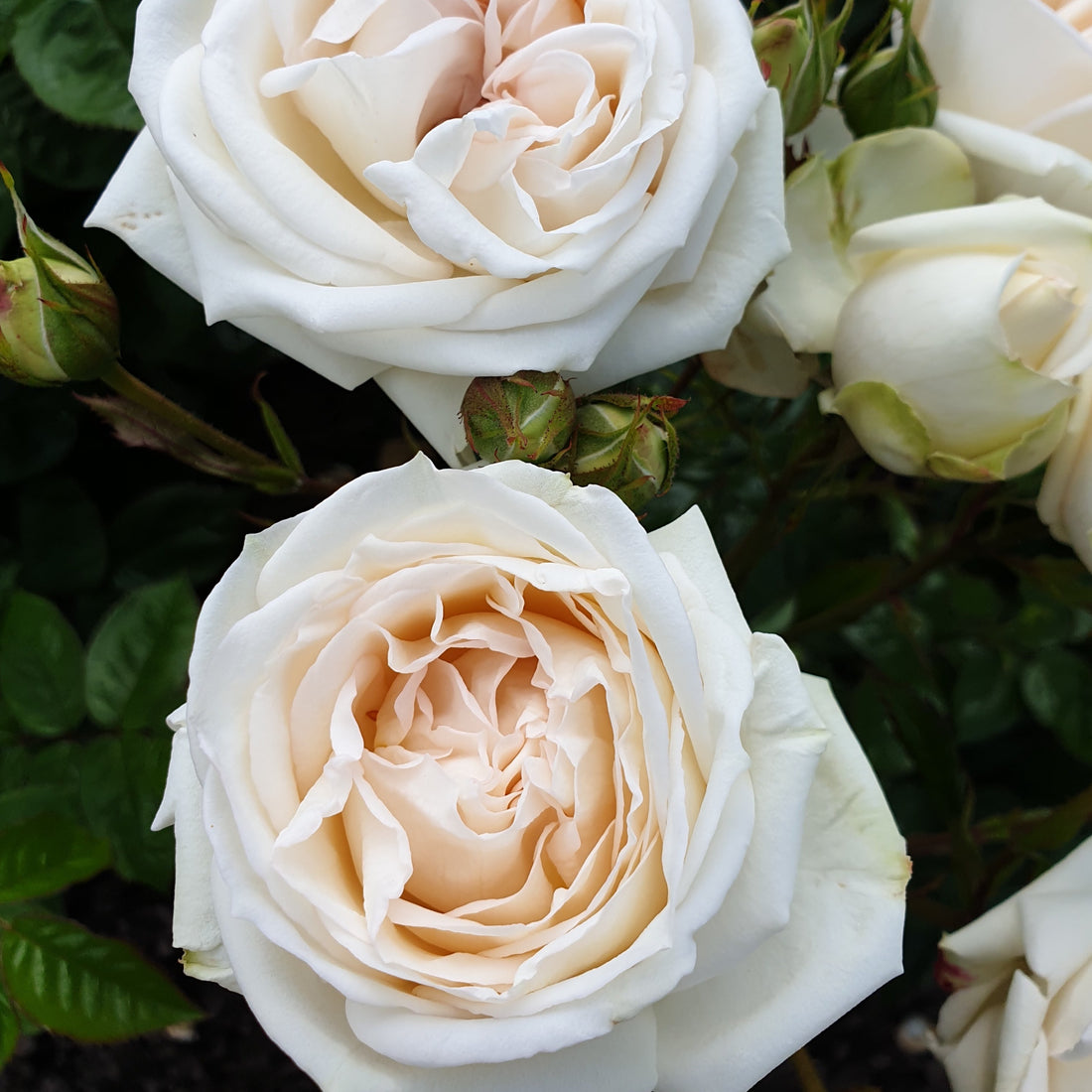 Glorious Parfuma | Hybrid Tea Rose Bush | £15.75 – Eastcroft Roses