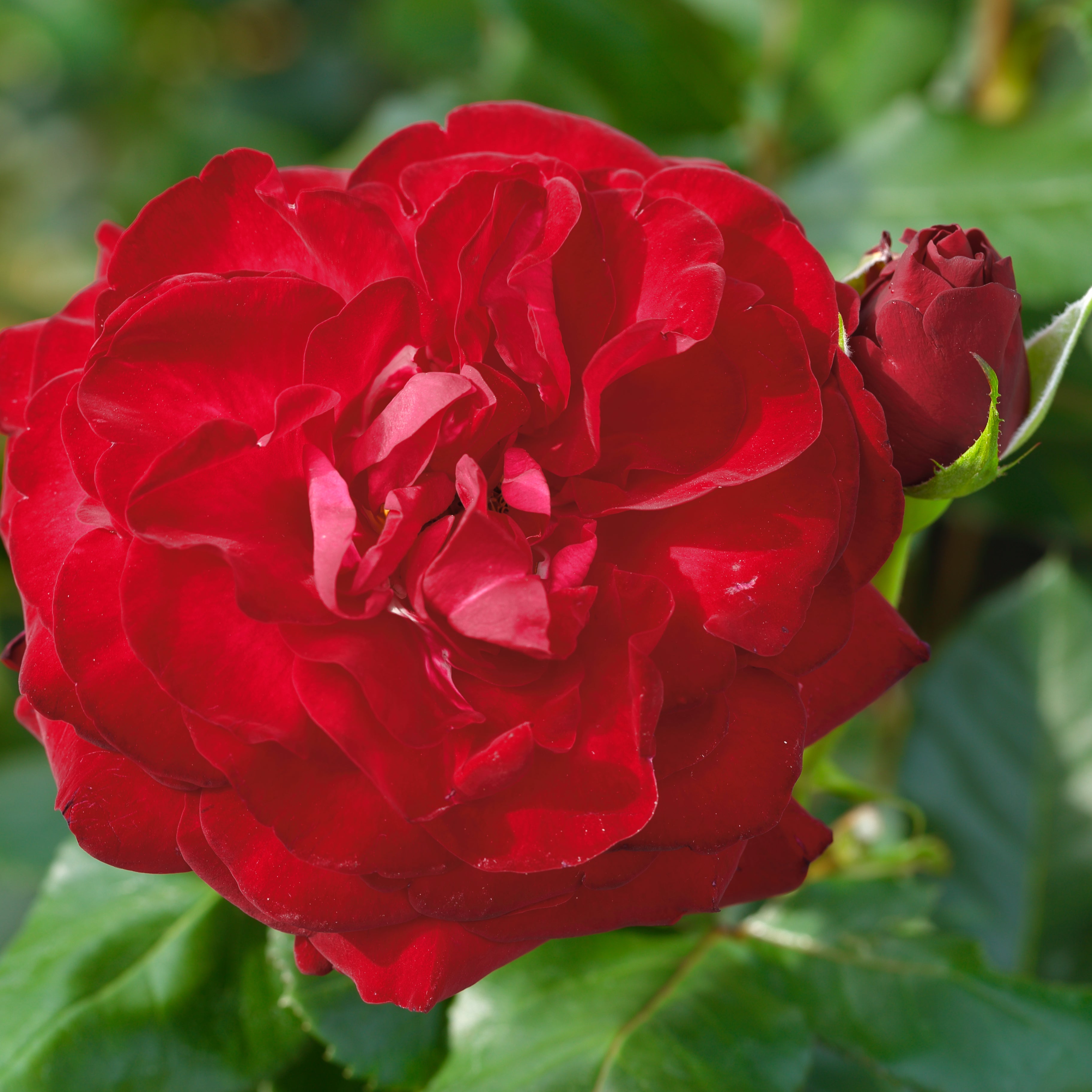 Forever Yours| Hybrid Tea Rose Bush | £15.75 – Eastcroft Roses