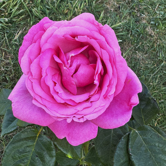 Olivia's Rose