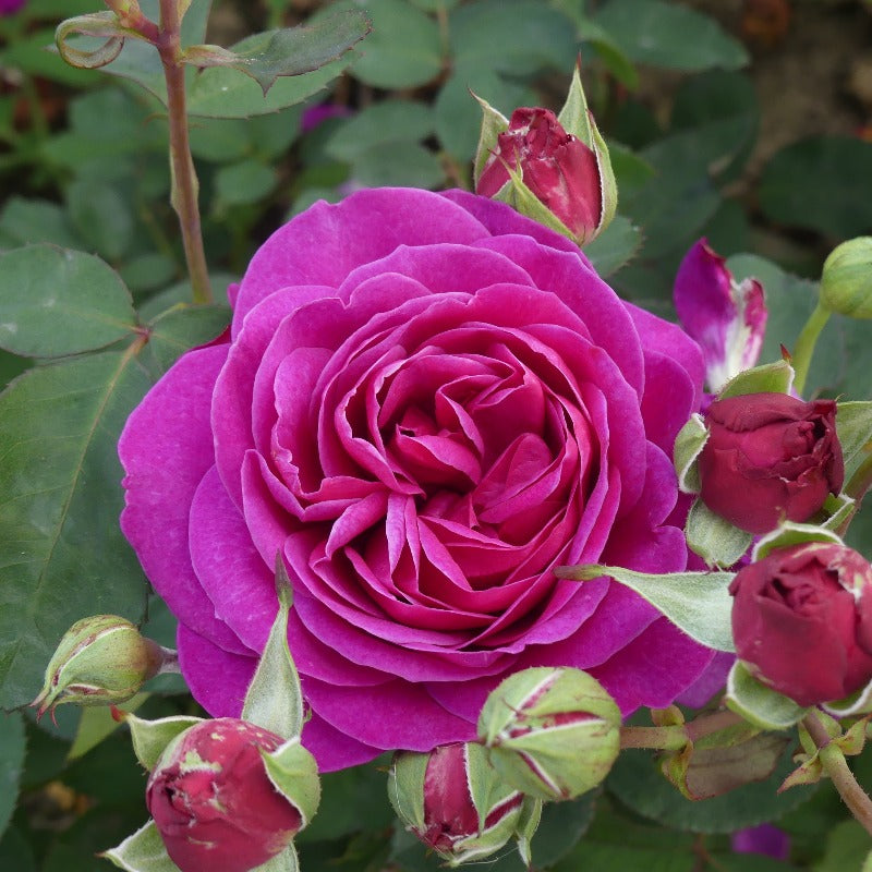 Old Port | Floribunda Bush Rose | £15.75 – Eastcroft Roses
