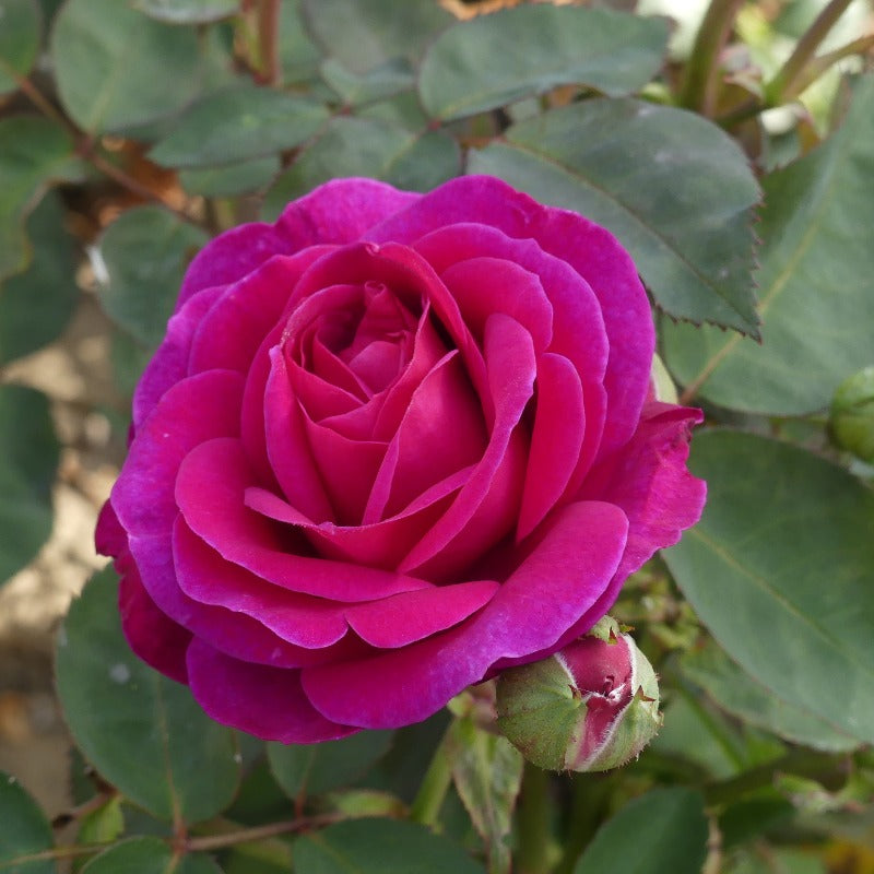 Old Port | Floribunda Bush Rose | £15.75 – Eastcroft Roses