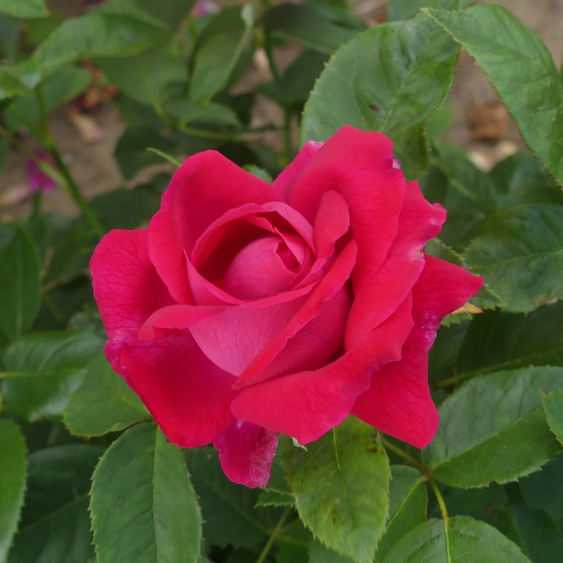 One In A Million | Floribunda Bush Rose | £15.75 – Eastcroft Roses