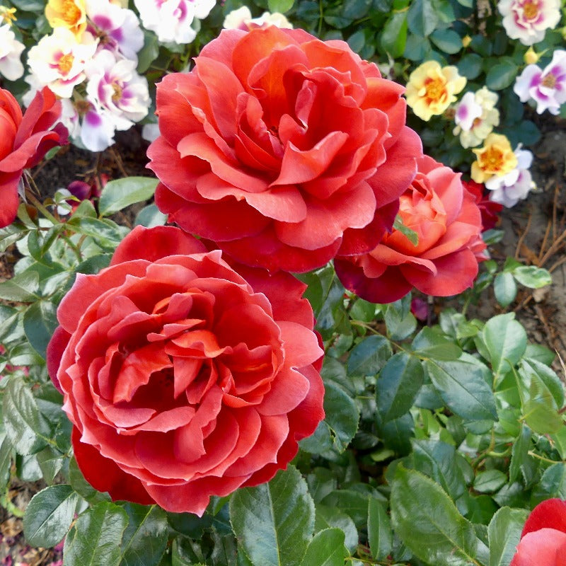 Hot Chocolate | Floribunda Bush Rose | £15.75 – Eastcroft Roses