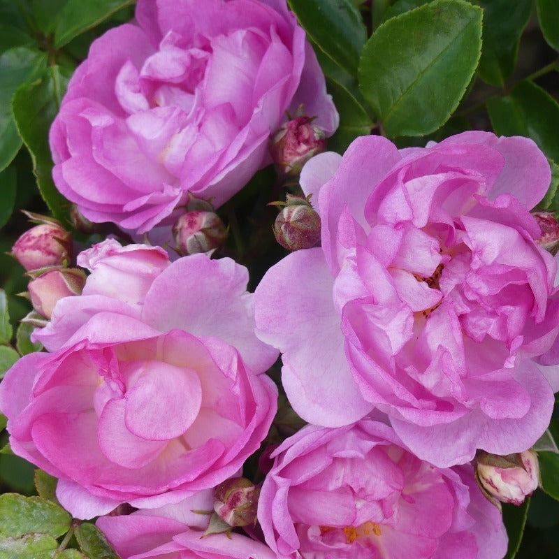 Rosa Jasmina (Růže jasmina, bohaté kvetení, růži Jasmina, slunečního světla) Rosa Jasmina