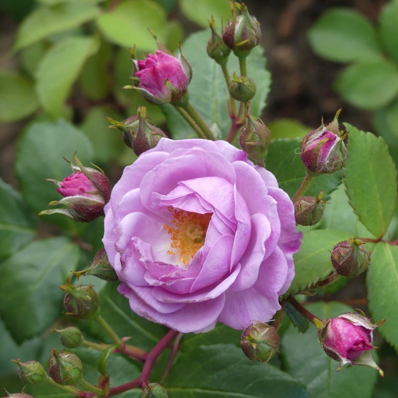 A pale lilac rose with visible buds and a yellow center, surrounded by green leaves. Lilac Boquet grom by Eastcroft Roses.
