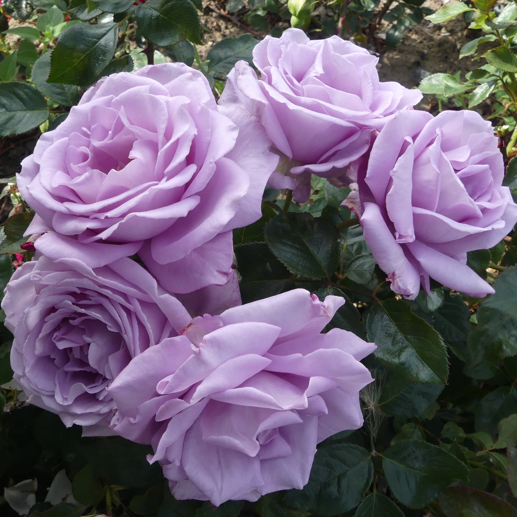 Blue Moon Hybrid Tea Bush Rose 15.75 Eastcroft Roses