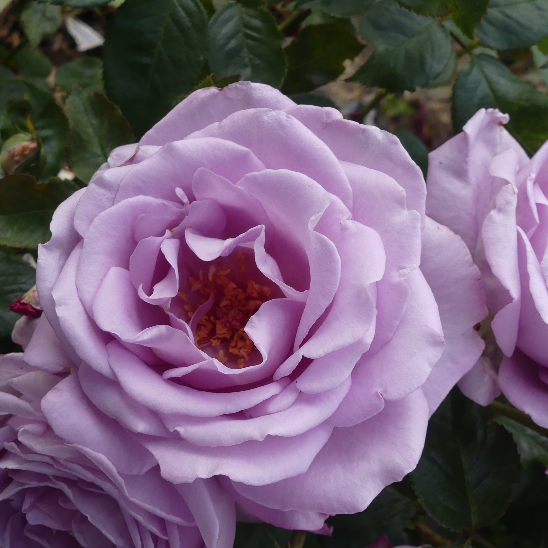 Blue moon rose deals