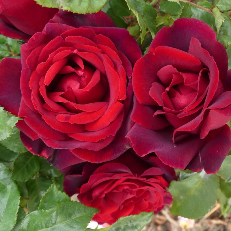 £15.75 – Eastcroft Roses Bild & Inspiration £15.75 – Eastcroft Roses