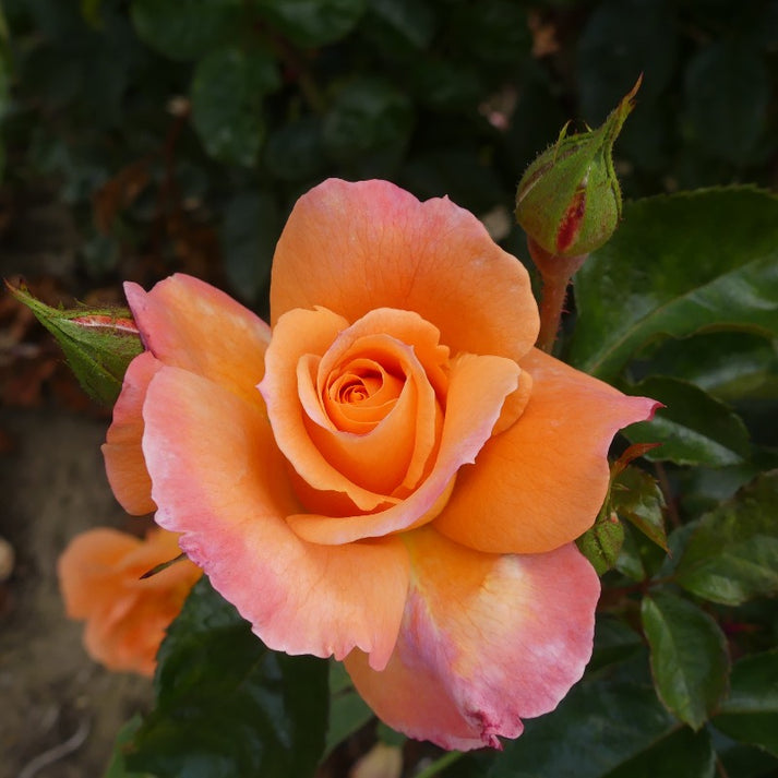 Scent from Heaven Climbing Rose £15.75 Eastcroft Roses