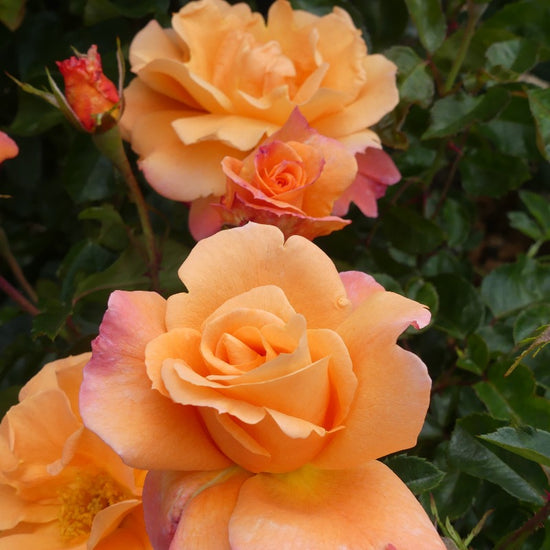 Scent from Heaven Climbing Rose £15.75 Eastcroft Roses