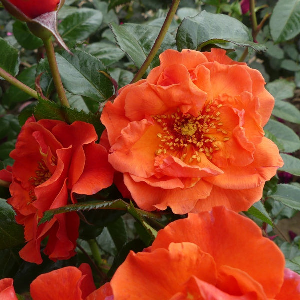 Shropshire Star | Climbing Rose | £15.75 – Eastcroft Roses