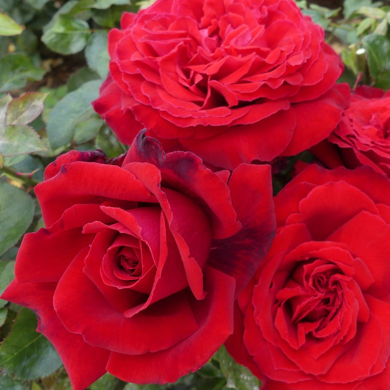Red Perfumed Roses Red Parfum De Provence | Hybrid Tea Bush Rose | £15.75 – Eastcroft Roses