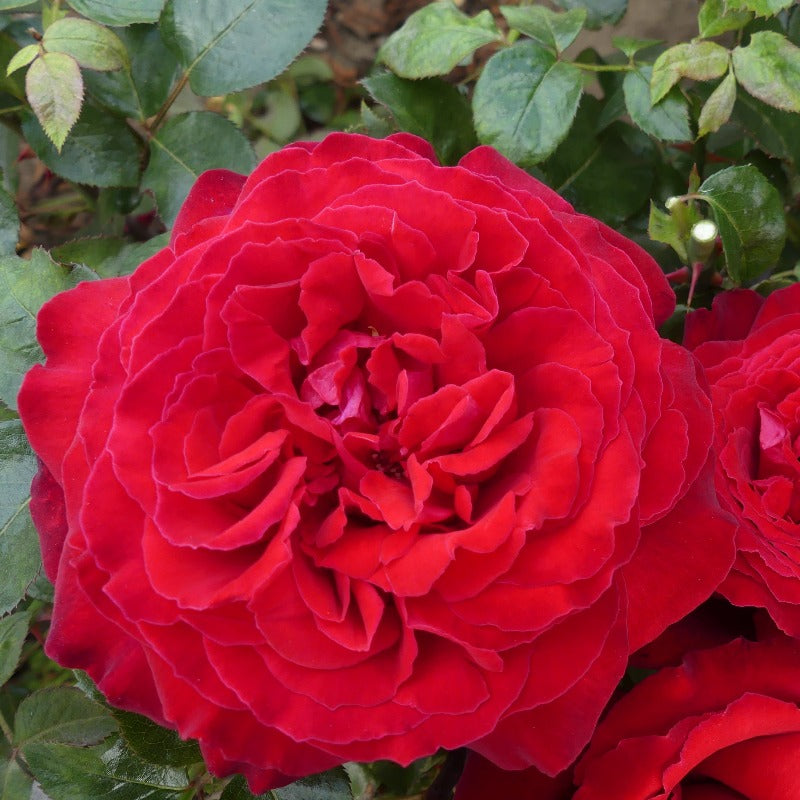 Red Perfumed Roses Red Parfum De Provence | Hybrid Tea Bush Rose | £15.75 – Eastcroft Roses