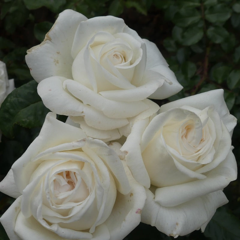 White Parfuma Roses White Parfumella | Hybrid Tea Bush Rose | £15.75 – Eastcroft Roses