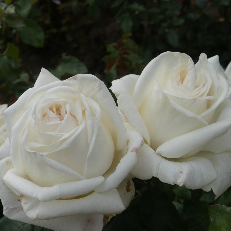 White Parfuma Roses White Parfumella | Hybrid Tea Bush Rose | £15.75 – Eastcroft Roses