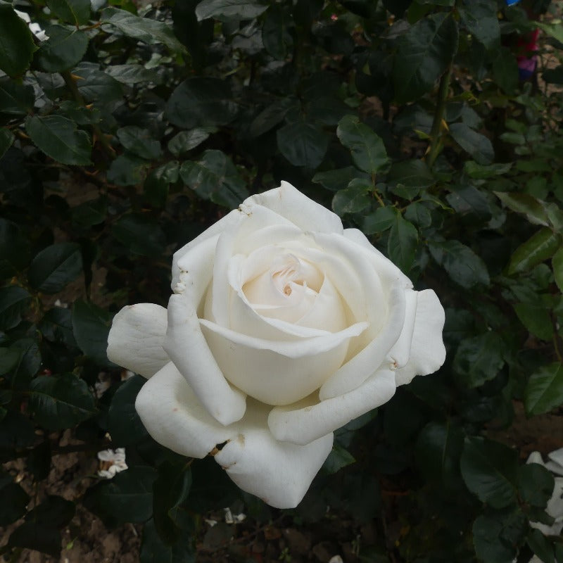 White Parfuma Roses White Parfumella | Hybrid Tea Bush Rose | £15.75 – Eastcroft Roses