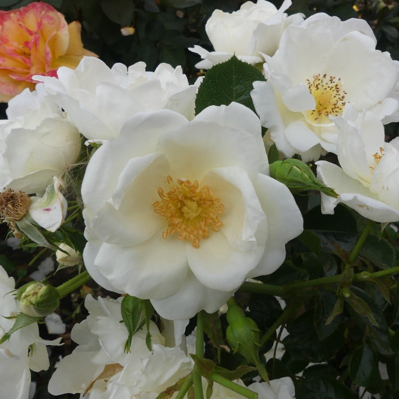 White Star