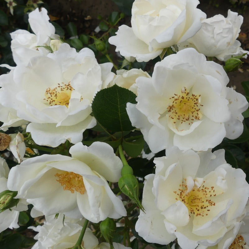 White Star