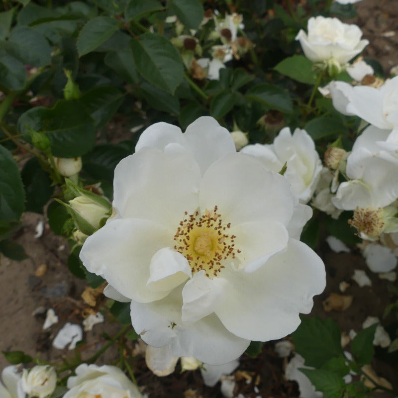 White Star