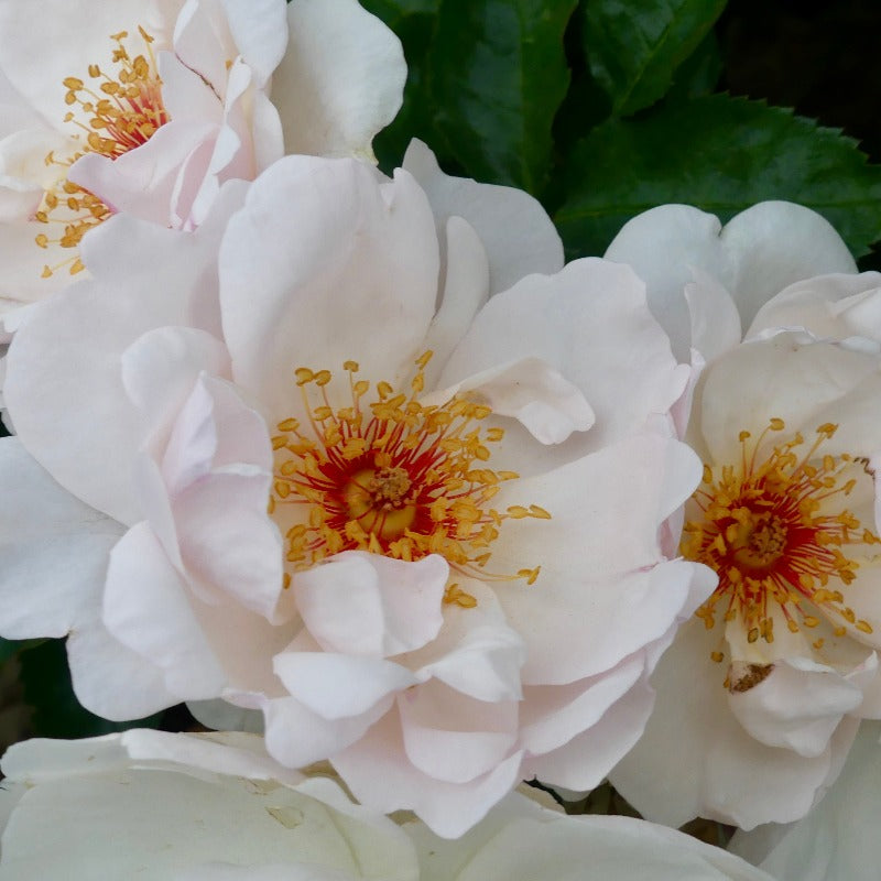 Jacqueline Du Pre | Shrub Rose | £15.75 – Eastcroft Roses