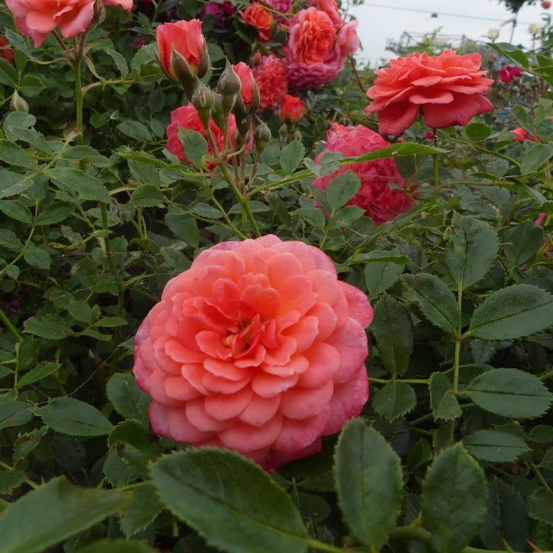 Lady Penelope
