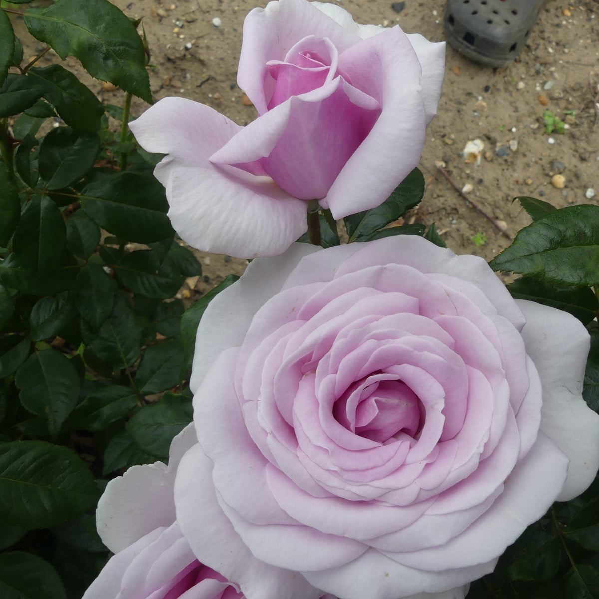 Blue Feed Roses Pacific Blue | Hybrid Tea Bush Rose | £15.75 – Eastcroft Roses