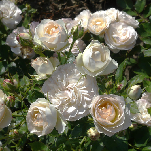 Diamond Jubilee