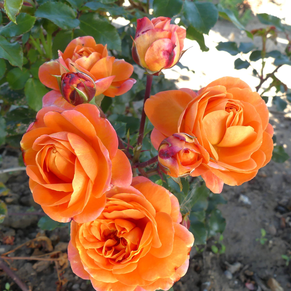 Tree Phoenix Tail Roses Phoenix | Floribunda Bush Rose | £15.75 – Eastcroft Roses