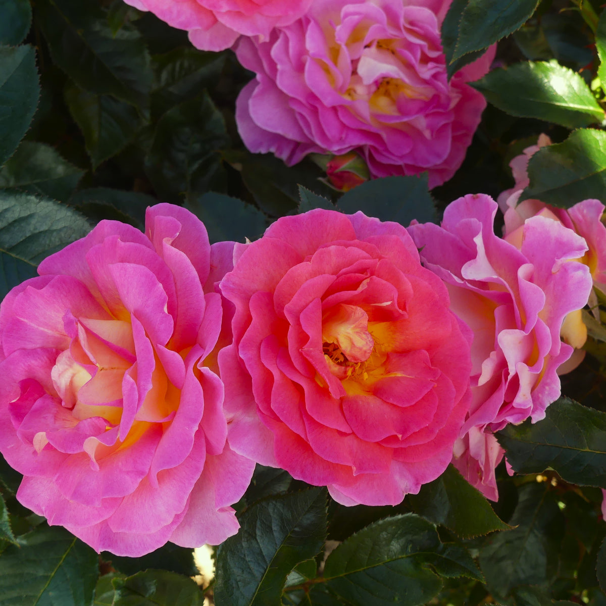 Pink Roses Oasis Pink Paradise | Hybrid Tea Bush Rose | £15.75 – Eastcroft Roses