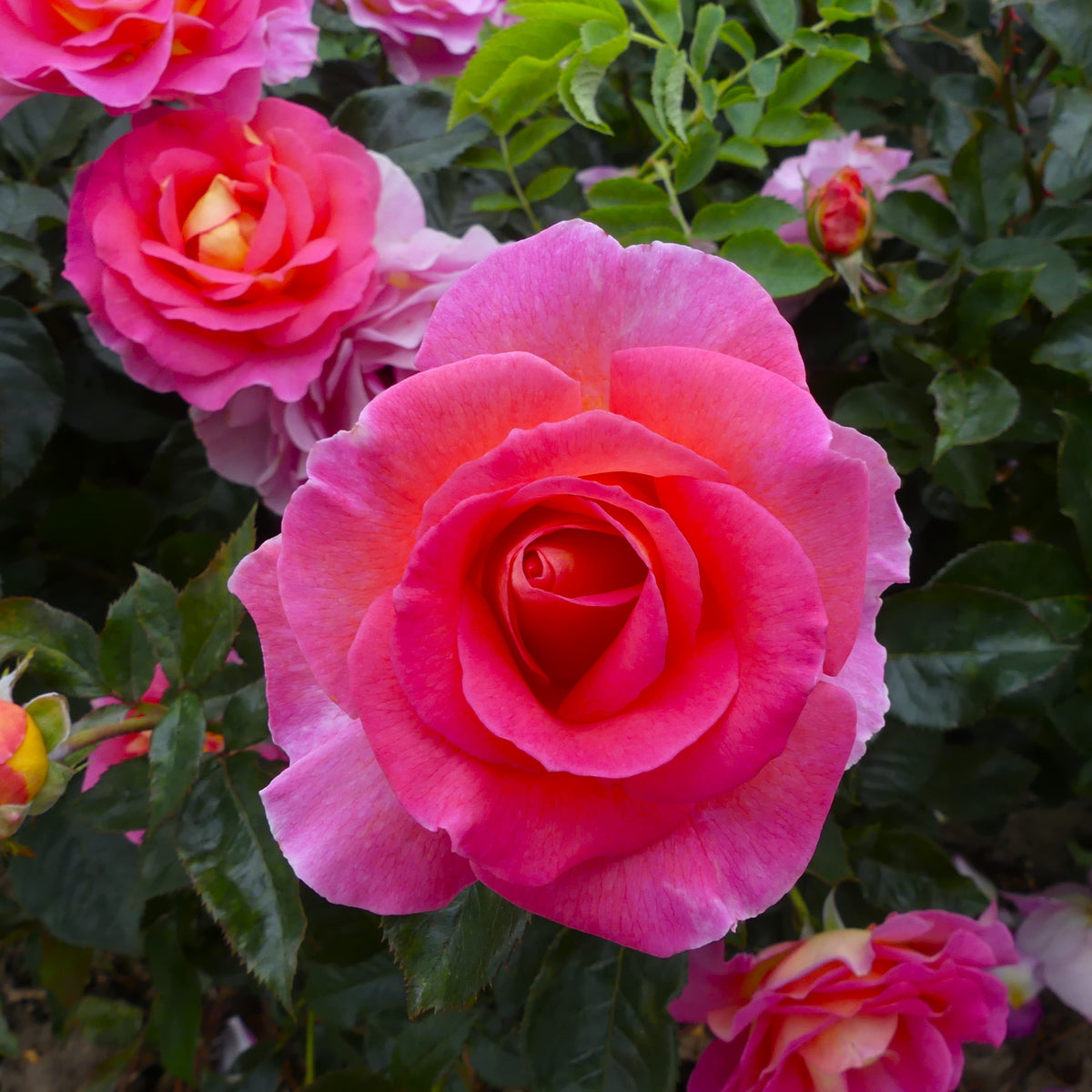 Pink Roses Oasis Pink Paradise | Hybrid Tea Bush Rose | £15.75 – Eastcroft Roses