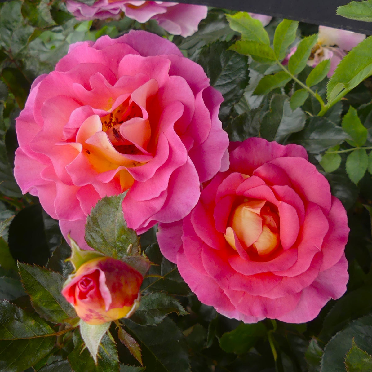 Pink Roses Oasis Pink Paradise | Hybrid Tea Bush Rose | £15.75 – Eastcroft Roses