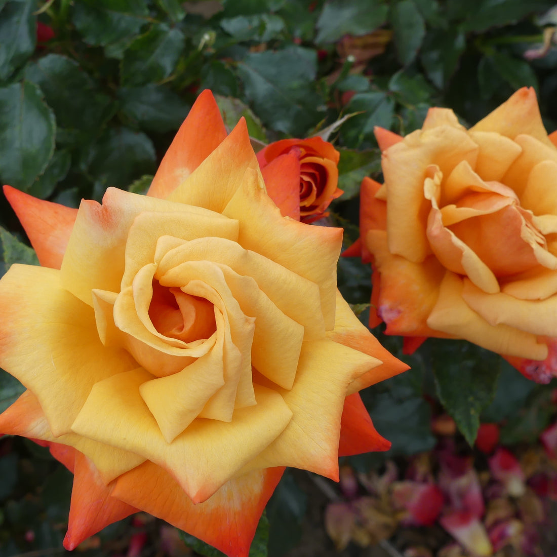 Remember Roses Remember Me | Hybrid Tea Bush Rose | £15.75 – Eastcroft Roses