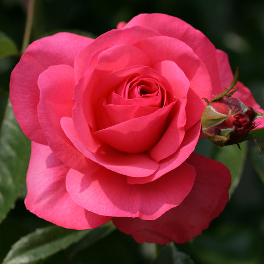 Rosanna