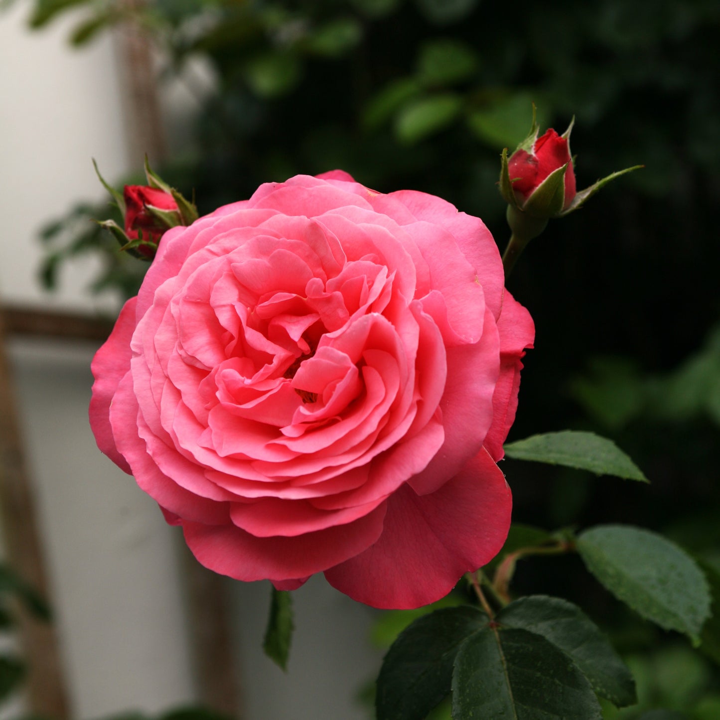 Rosanna