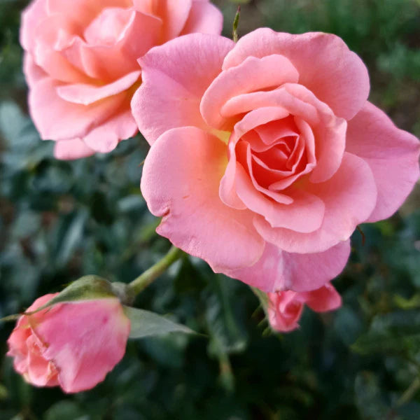 A close-up photograph of a pink rose in full bloom with another bud and green foliage in the background.