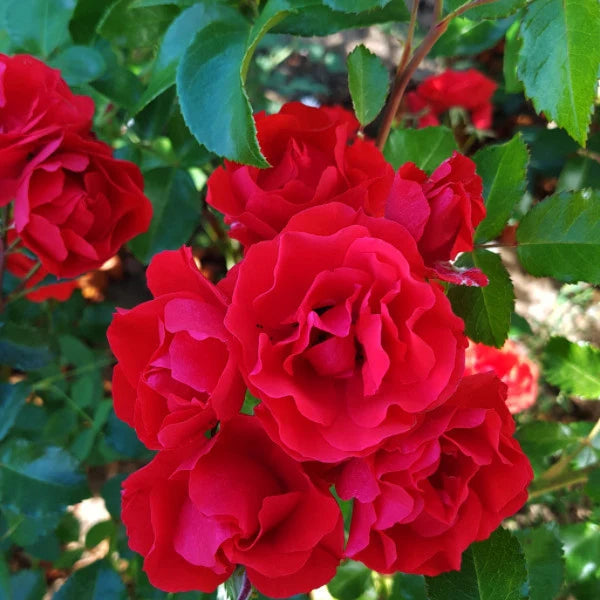 A close-up of a cluster of vibrant red rose blooms surrounded by green leaves in a garden setting.